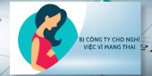 Bị công ty cho nghỉ việc vì mang thai